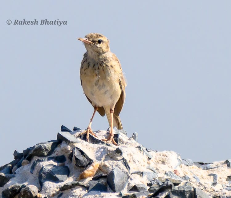 Tawny Pipit